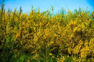 Baharda sarı tecavüz sahası