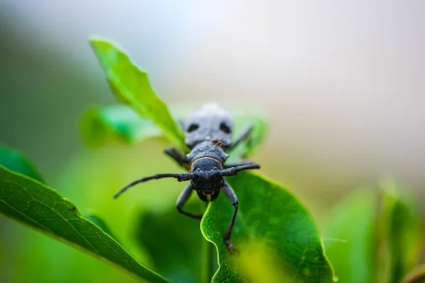 Bug Sur Feuille Verte — Photo