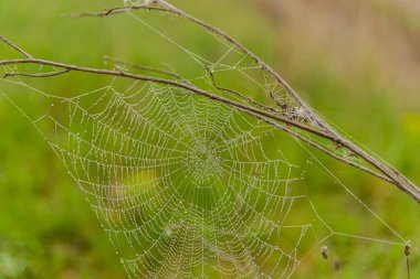 Ormanda örümcek ağı olan örümcek ağı