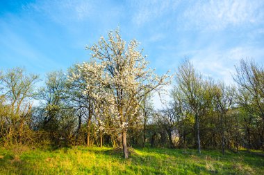 İlkbahar manzarası Ağaçlar ve mavi gökyüzü
