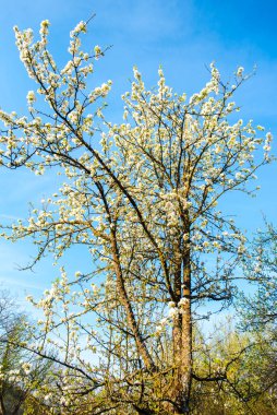 Mavi gökyüzü ile ağaç bahar