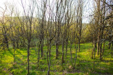 İlkbahar manzarası Ağaçlar ve yeşil çimenler