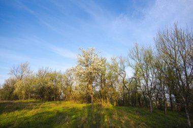 İlkbahar manzarası Ağaçlar ve mavi gökyüzü