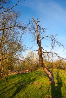 Parktaki ağaç