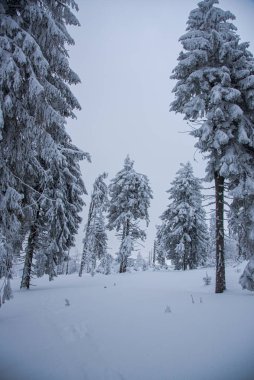 Karla kaplı ağaçlarla kaplı kış manzarası