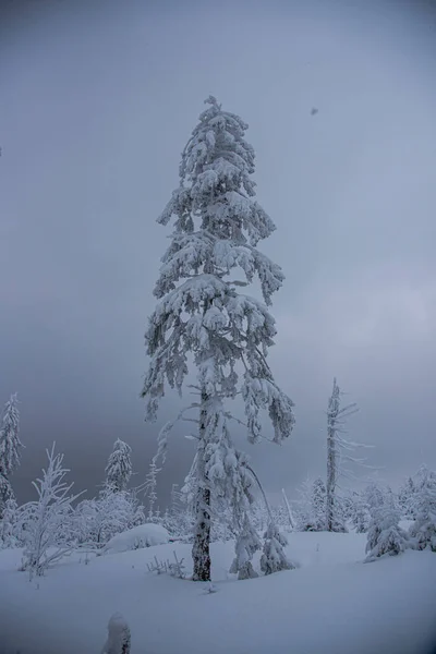 Paysage Hivernal Avec Arbres Enneigés — Photo