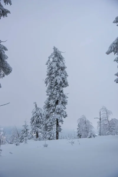 Paisaje Invernal Con Árboles Cubiertos Nieve —  Fotos de Stock