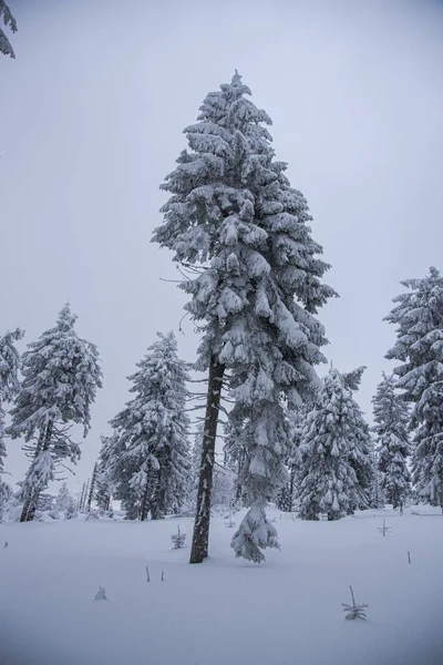 Paisagem Inverno Com Árvores Cobertas Neve — Fotografia de Stock