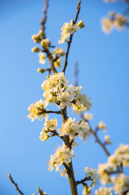 İlkbaharda açan kayısı ağacı