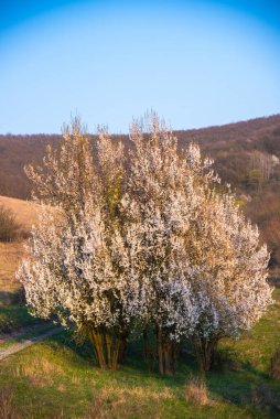 İlkbaharda kiraz çiçeği