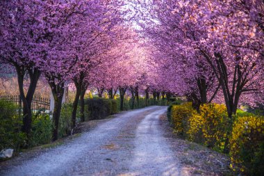 Çiçek açan kiraz çiçekleriyle bahar manzarası
