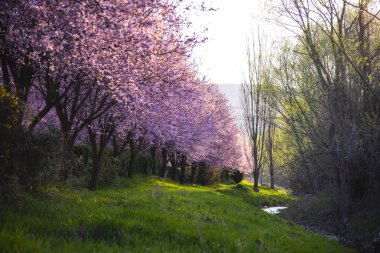 Parkta çiçek açan kiraz ağacı