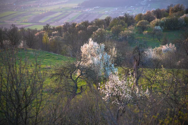 Frühlingslandschaft Mit Bäumen Und Blumen — Stockfoto