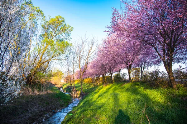 Spring Landscape Cherry Blossom — Stock Photo, Image
