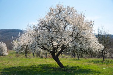 Badem ağaçları baharda
