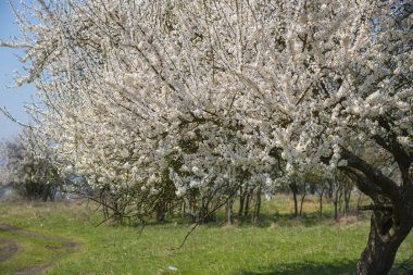 Baharda çiçek açan elma ağacı