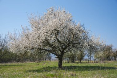 Parkta çiçek açan bahar ağaçları