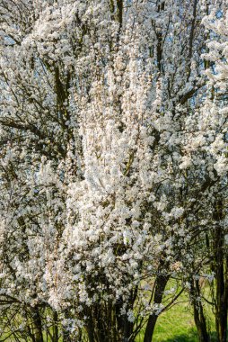 İlkbaharda kiraz çiçeği 