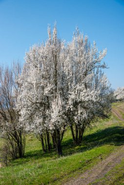 Baharda çiçek açan elma ağacı