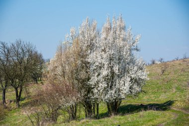 Baharda çiçek açan elma ağacı
