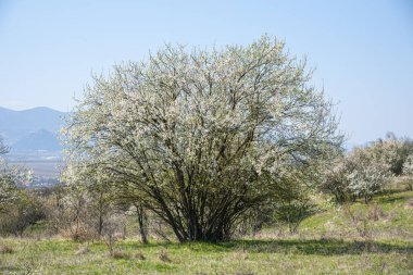 Baharda çiçek açan elma ağacı