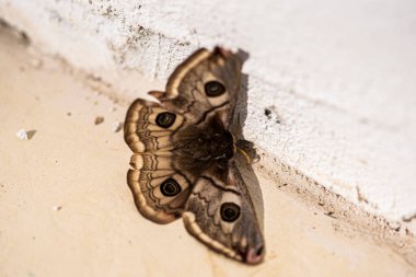 güzel kelebek yakın çekim