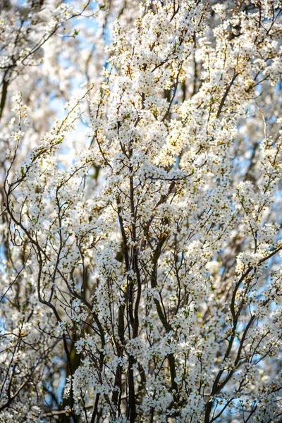 Kwitnące Wiśniowe Drzewo Wiosną — Zdjęcie stockowe