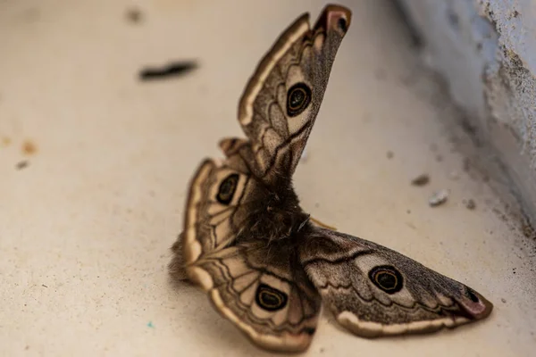 Hermosa Mariposa Cerca —  Fotos de Stock