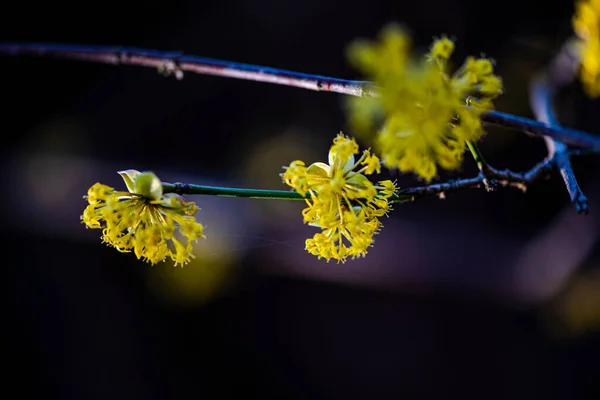 Fleurs Printanières Sur Les Branches Arbre — Photo