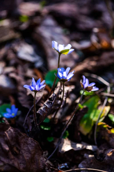 Schöne Blaue Blumen Frühling — Stockfoto