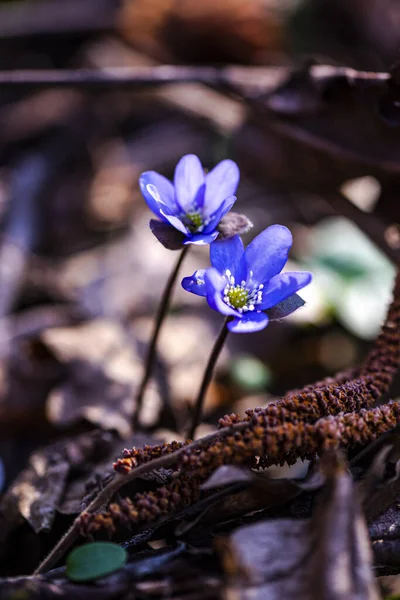 Schöne Blaue Blumen Frühling — Stockfoto