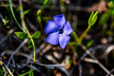 Baharda mavi tarla çiçekleri