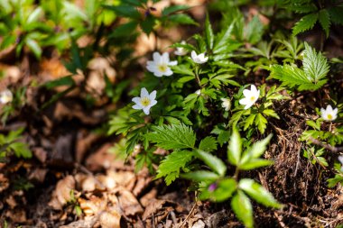 İlkbaharda ormanın beyaz çiçekleri