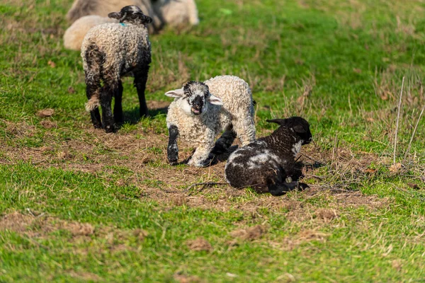 Grupp Får Betesmark Våren — Stockfoto