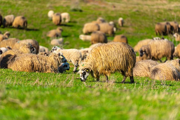 group of sheep in the pasture at spring time