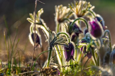 Tarlada çiçek açan bir yeri kapatın.