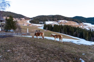 Kış dağlarında at sürüsü