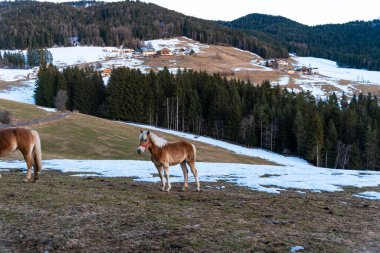 Dağlarda at sürüsü