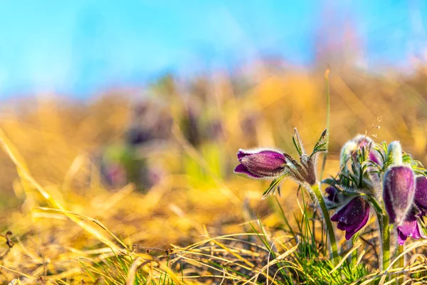 Wiosenne Kwiaty Łące — Zdjęcie stockowe