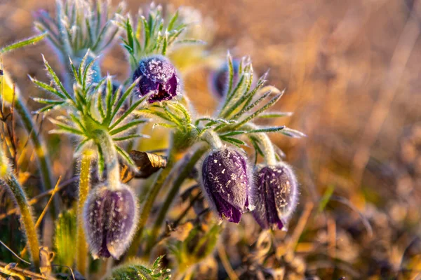 Kvetoucí Fialové Krokus Květiny Trávě Zimě — Stock fotografie