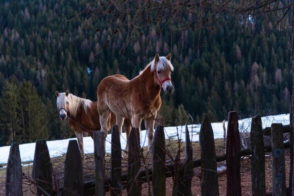 Cheval Dans Champ — Photo