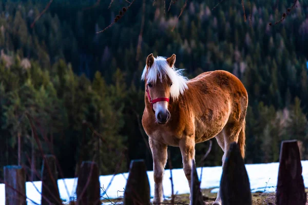 Cheval Dans Champ — Photo