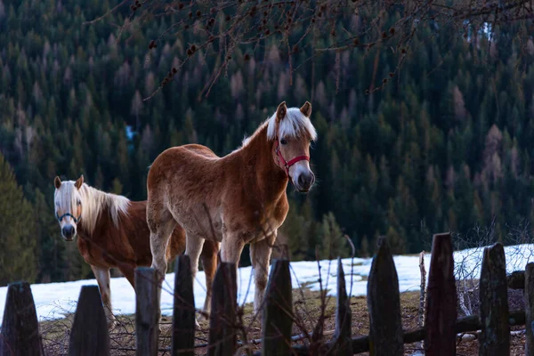 Chevaux Dans Les Montagnes — Photo