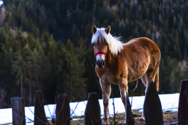 Cheval Dans Champ — Photo