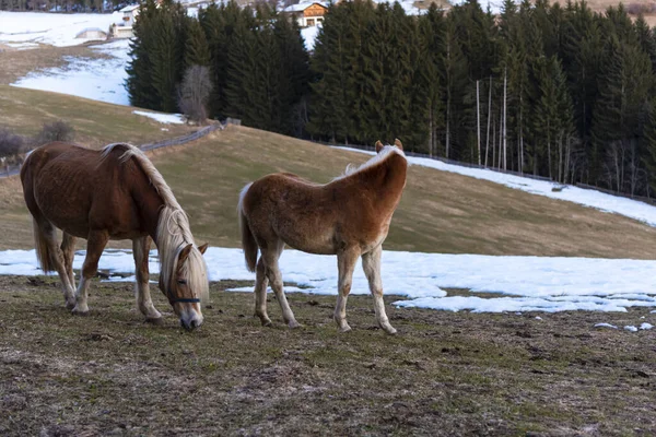 Hästar Vintern — Stockfoto