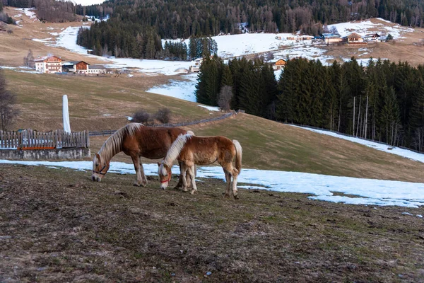 Kış dağlarında atlar