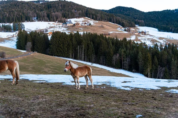 Dağlarda at sürüsü