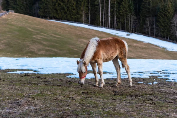 Häst Snön — Stockfoto