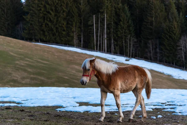 Cavalo Neve — Fotografia de Stock
