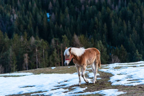 Cheval Dans Les Montagnes — Photo